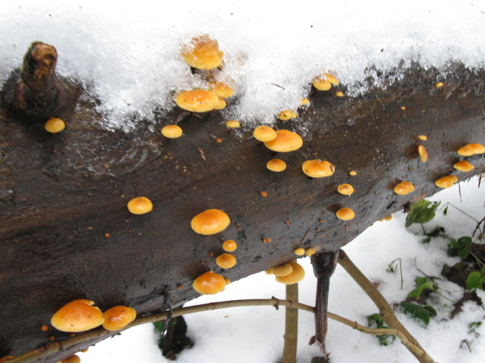 Mushrooms December 30!) - My, Silent hunt, Mushrooms, Mycology, Nature, , Longpost
