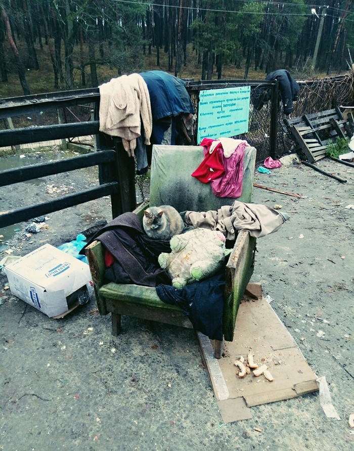 The Godfather of the Garbage - My, cat, Trash heap, Armchair, Godfather, Story, The photo, Cosiness