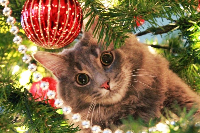 Happy New Year to all pikabushniki. - My, New Year, Congratulation, Christmas, cat, Christmas tree