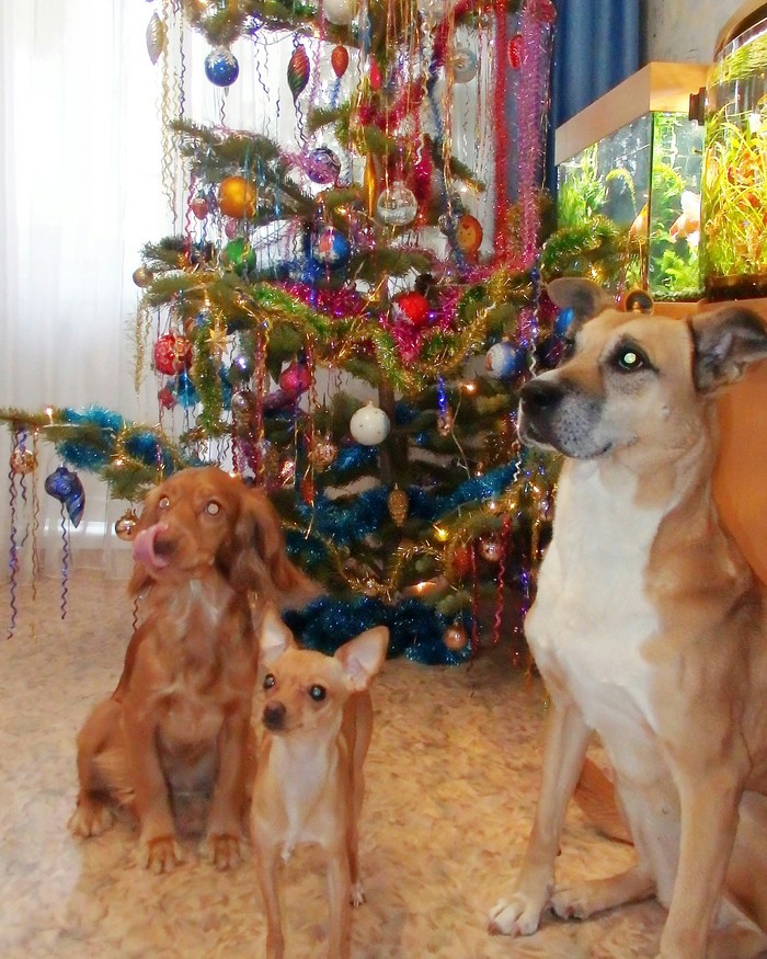 Happy New Year!!!! - Devotion, My, New Year, friendship, Dogs and people