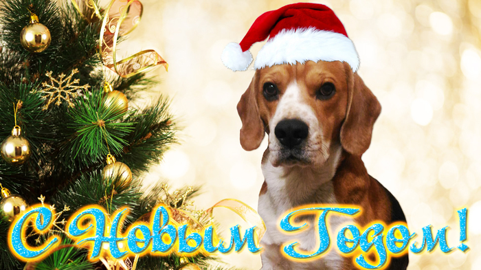 My favorite dog and mascot. - My, , Beagle, New Year