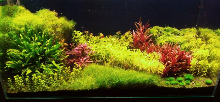 Бомбический травник от нашего одноклубника Ивана Макарова!