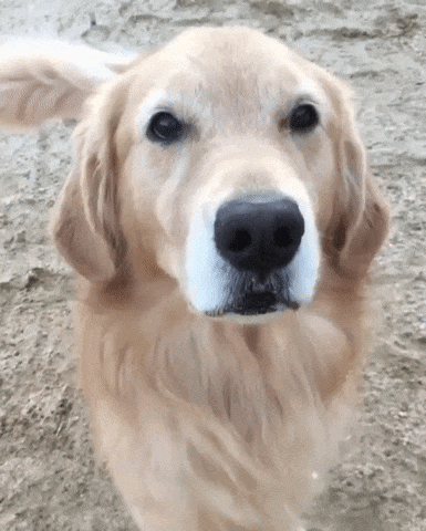 1514799295173660887.gif