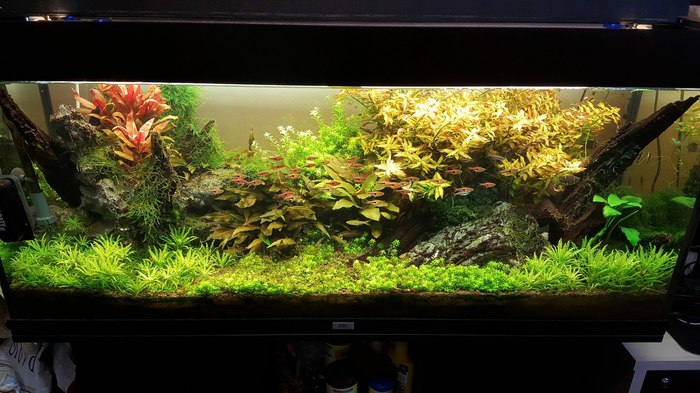Шедевральный растительный аквариум, фото прислал Suslo