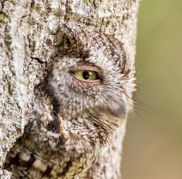 Hid - Owl, Camouflage, Nature, Birds, Animals, Reddit