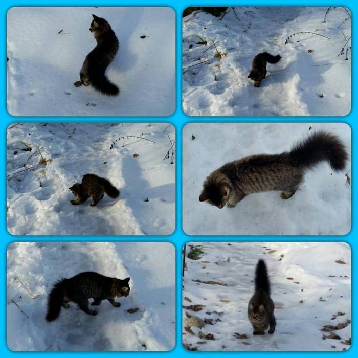 Snow exists! - Children, Winter, cat, Childhood, Walk, My, Toddlers, Collage