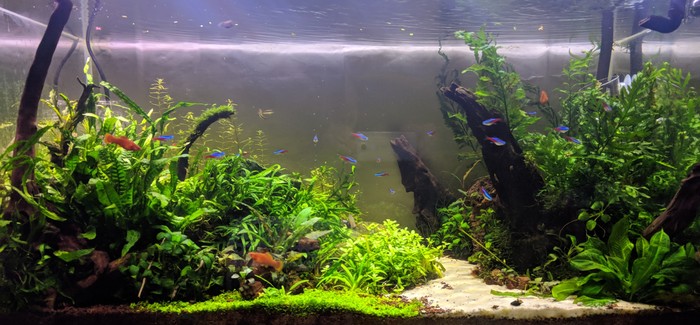 Мой аквариум-травник