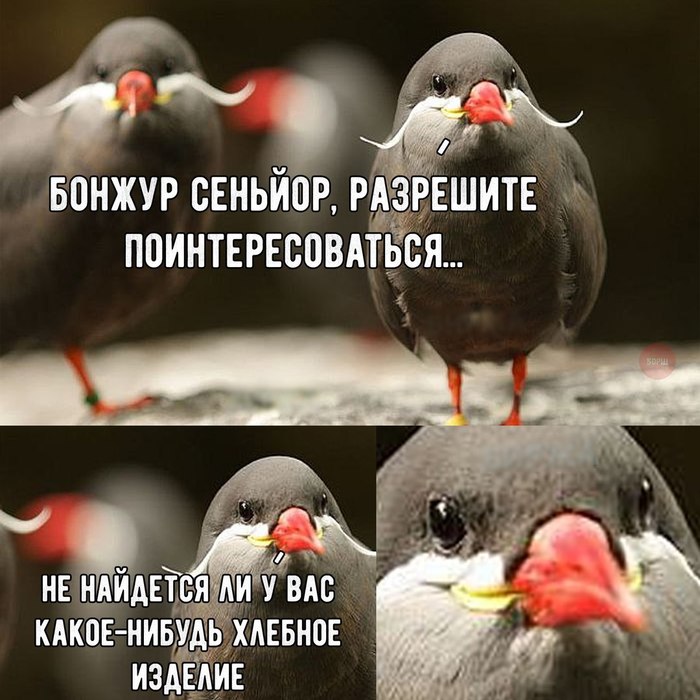 I won't take much time... - Birds, Memes