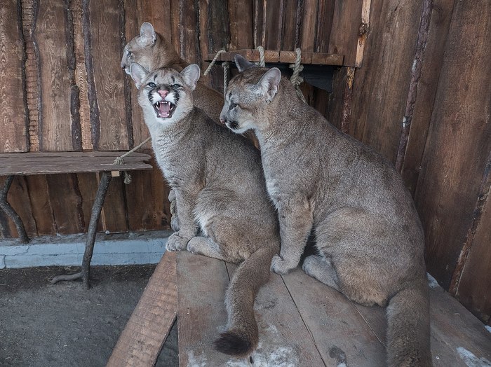 Pumyat in the new enclosure. - Krasnoyarsk, Puma, My, Animals, Longpost, Roev Creek