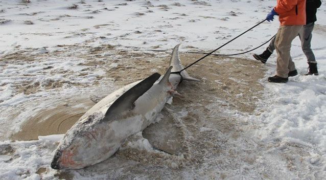 Frozen sharks being harvested on Massachusetts beaches - Shark, Winter, Frost, America, news, Longpost