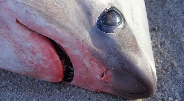 Frozen sharks being harvested on Massachusetts beaches - Shark, Winter, Frost, America, news, Longpost