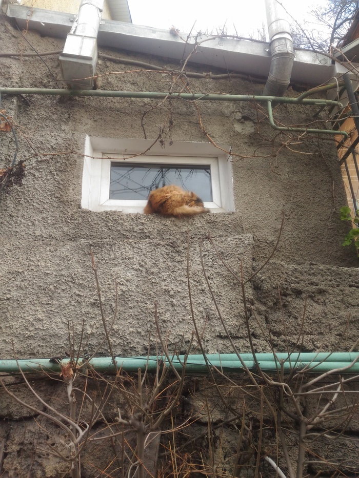 Poor cat - Yalta, cat, My, 1st of January