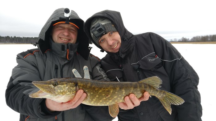 Pike on the girders on the first ice - My, Fishing, Winter fishing, Pike, Zherlitsy, , Fishing with perches, Video, Longpost, Asp