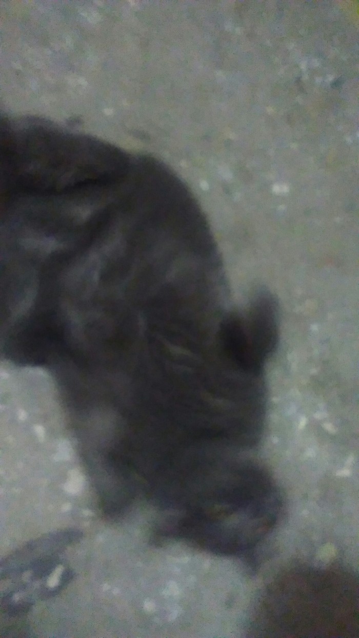 Hello Pikabu Surgut! Lost gray cat. - A loss, Lost, cat, Surgut, New Year, Longpost, Lost cat