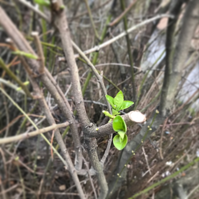 Seems like spring has come - My, Wonders of nature, Winter