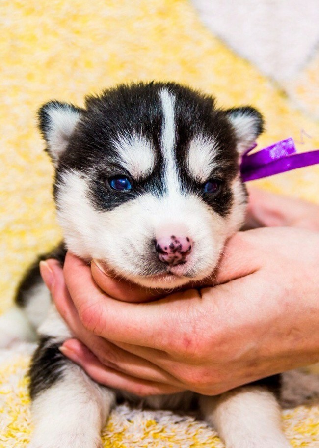 Gift for the new year - My, Presents, Dog, Husky, The photo, Longpost