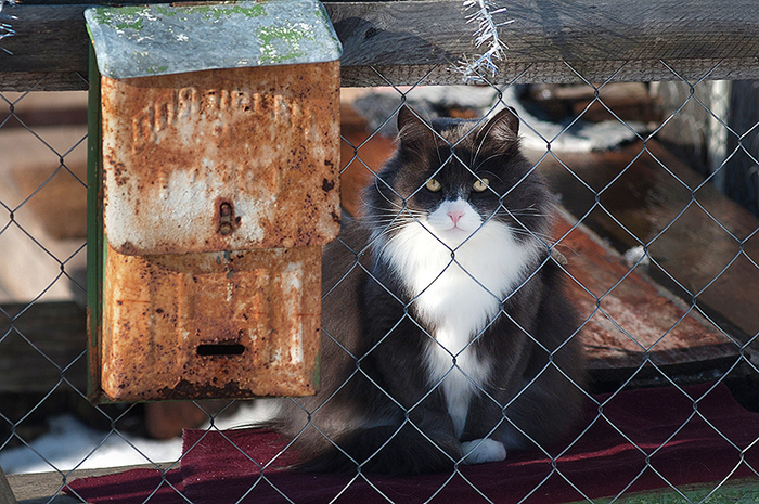 Waiting for mail - My, mail, cat, My