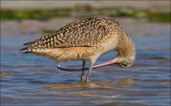 When you have a long beak))) - Birds, Beak, From the network