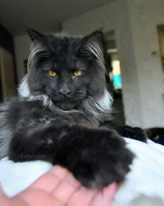 Good morning - cat, Hey, Maine Coon