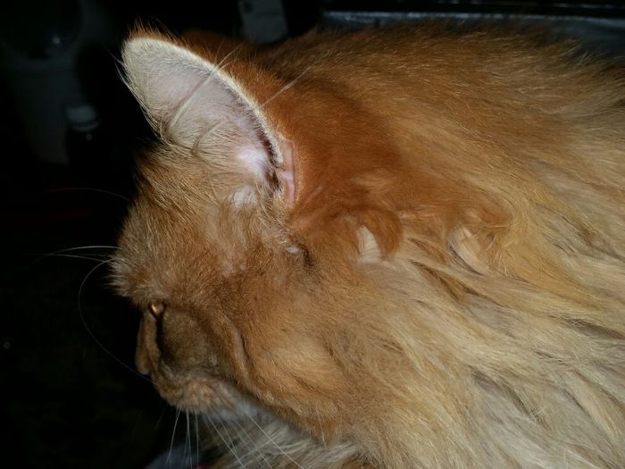 Profile - Redheads, cat, My, Catomafia