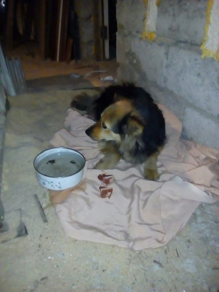 URGENTLY NEED TRANSPORT FOR DOG FROM VORONEZH TO MOSCOW!!! - Help, Dog, Trouble, , Longpost