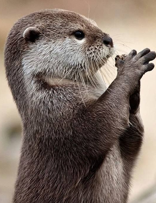 A bit of an otter in your feed. - Nature, Otter, beauty, Longpost