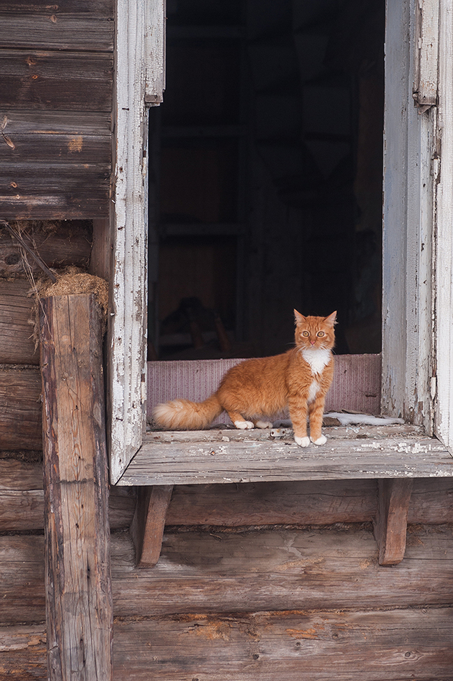 Nafanya! - cat, Bezhetsk, Redheads, Abandoned, My, My