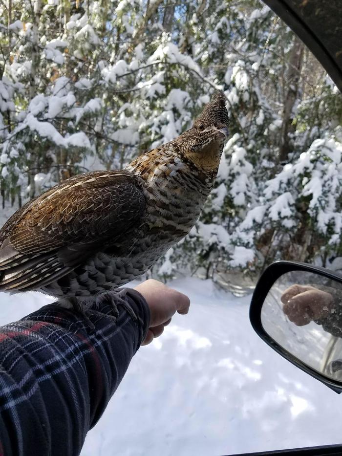 My father has spent the last few years watching a particularly cheeky hazel grouse that lives near him. - Fritillary, Reddit, The photo