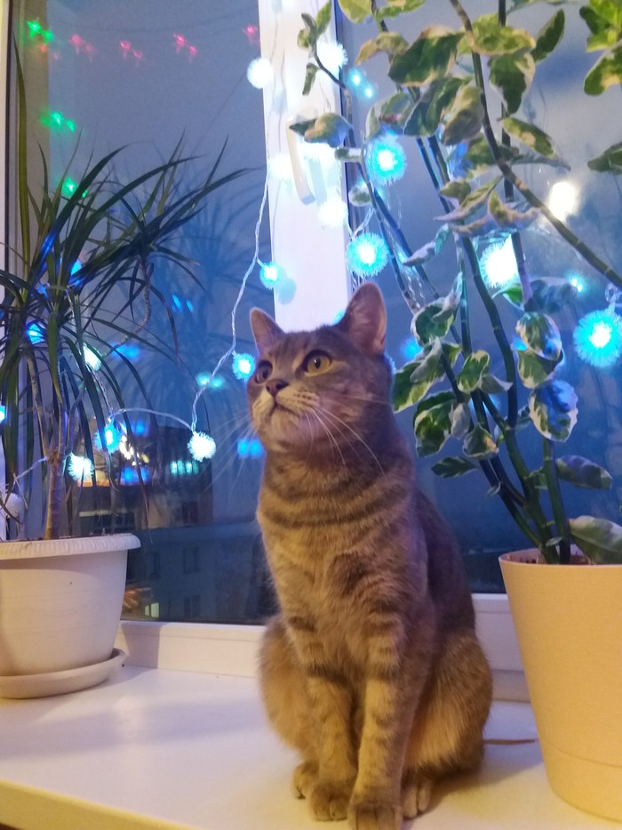 New Year's daydreaming - My, cat, New Year, Catomafia, Life with a cat