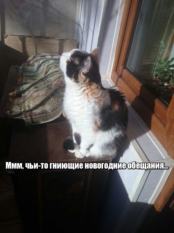 Новогодние обещания - Моё, Кот, Новогоднее обещание, Обещание, Длиннопост