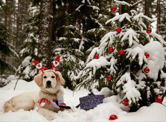 С новым годом! - Фотография, Собака, Моё, Ёлки