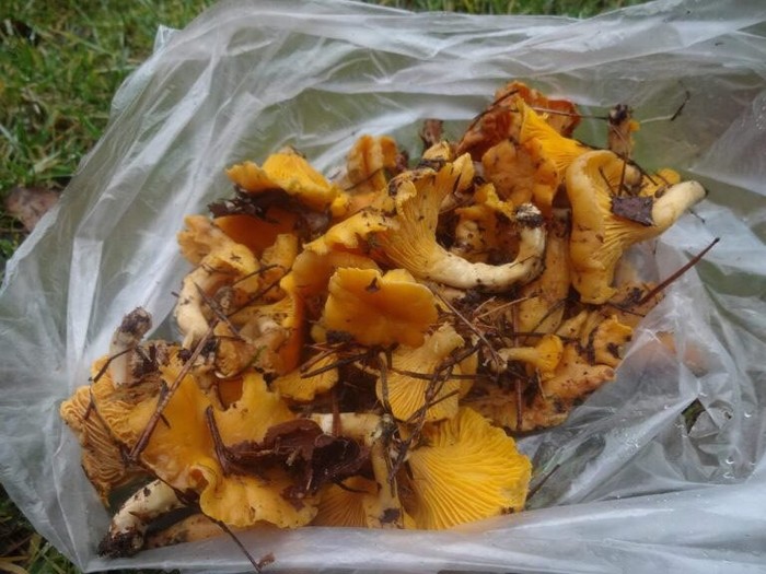 Winter in Belarus - Winter, Mushrooms, Harvest