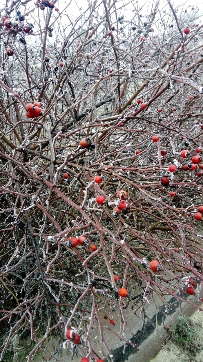 Картинная зима