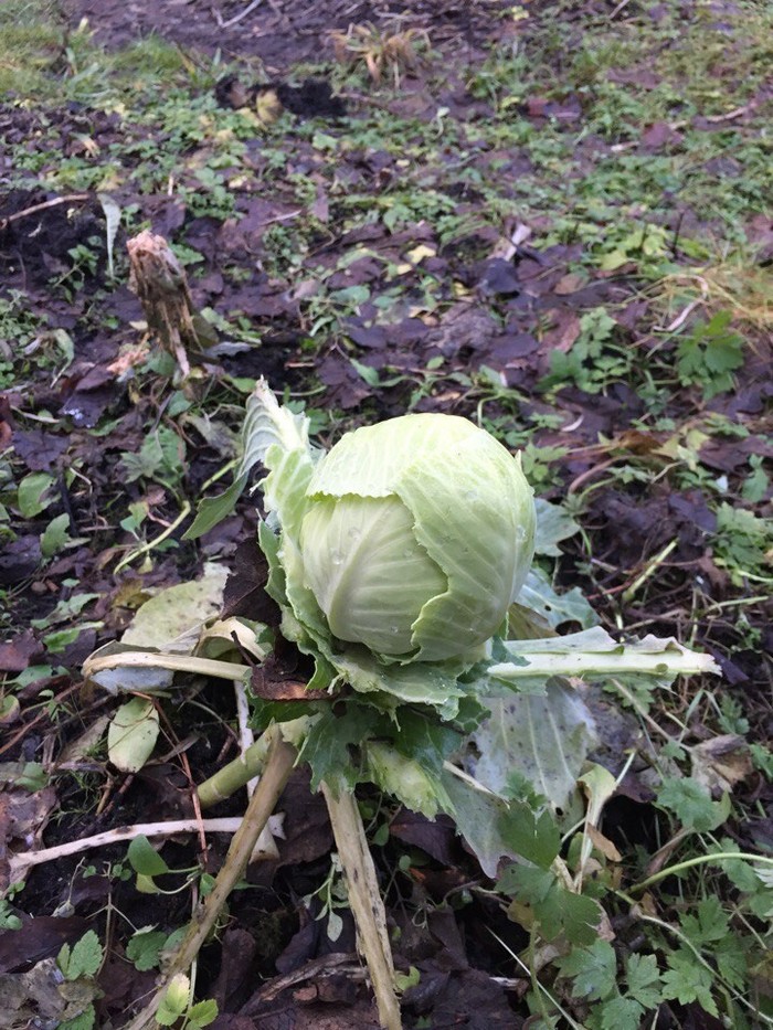 Just January 1 in the Moscow region. - My, New Year, Cabbage, Winter