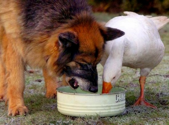 How a goose saved an aggressive dog from euthanasia - Dog, Goose, Гусь, friendship, Longpost