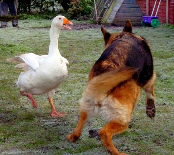 How a goose saved an aggressive dog from euthanasia - Dog, Goose, Гусь, friendship, Longpost