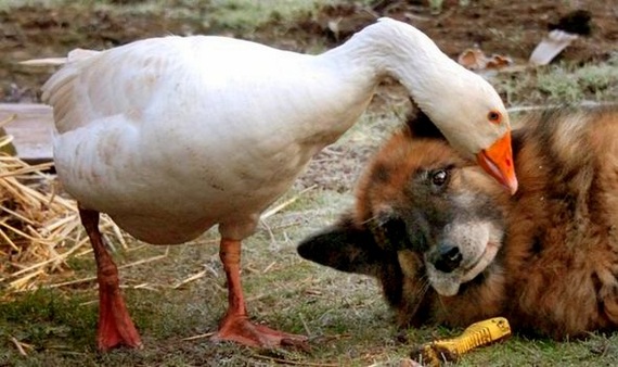 How a goose saved an aggressive dog from euthanasia - Dog, Goose, Гусь, friendship, Longpost