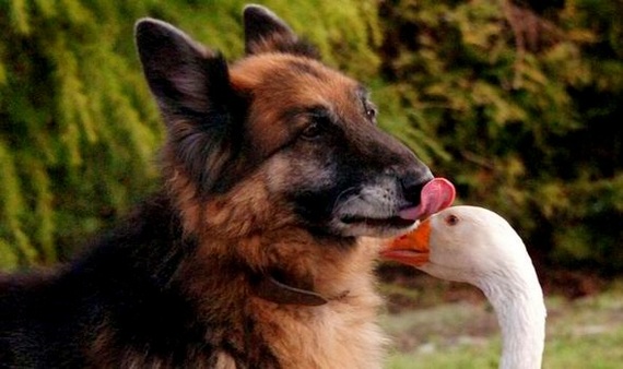 How a goose saved an aggressive dog from euthanasia - Dog, Goose, Гусь, friendship, Longpost