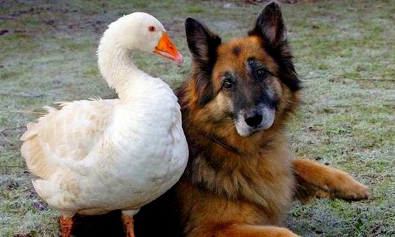 How a goose saved an aggressive dog from euthanasia - Dog, Goose, Гусь, friendship, Longpost