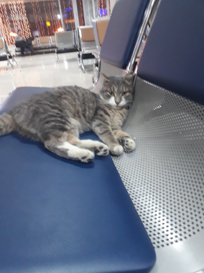 Kotofey - cat, The airport, Khabarovsk, Photo of a cat, Longpost