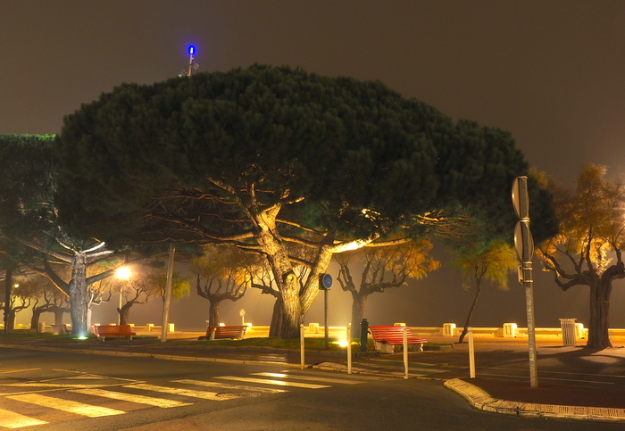 tree in the fog - My, The photo, Tree, Fog, , France