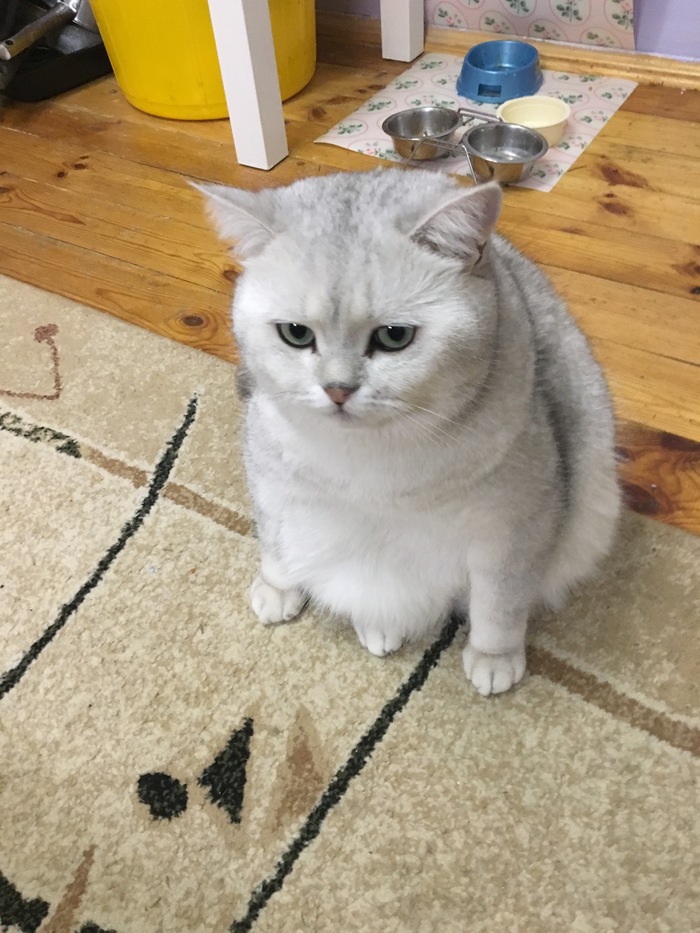 Надеюсь на новогоднее чудо от пикабу