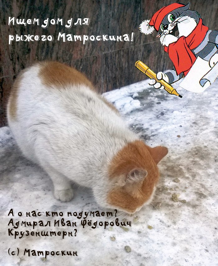 A man in the prime of his life and at least where he is looking for owners (Samara). - My, cat, Help, Samara, Helping animals, In good hands, Catomafia, Catomania