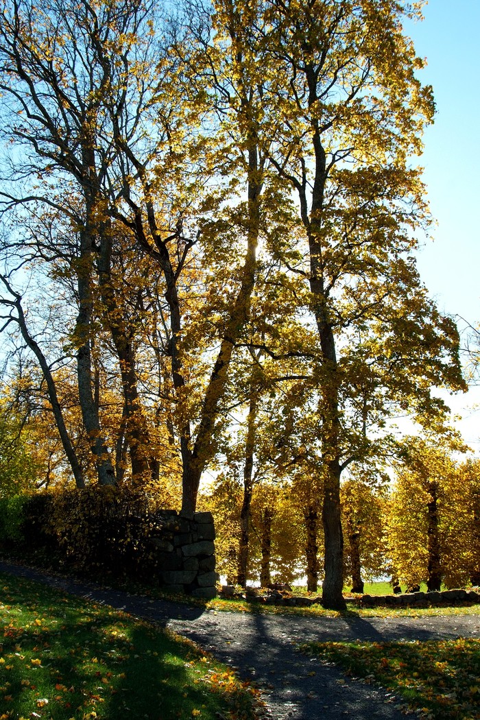 Золотая осень - Осень, Моё, Фотография, Пейзаж