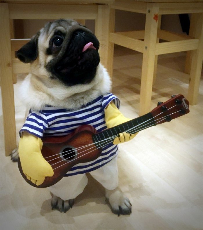 Kurt Donald Cobain - My, Pug, Kurt Cobain, Guitar