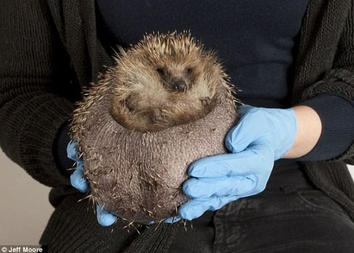 In Israel, hedgehogs are treated for obesity. - Interesting, Longpost, Israel