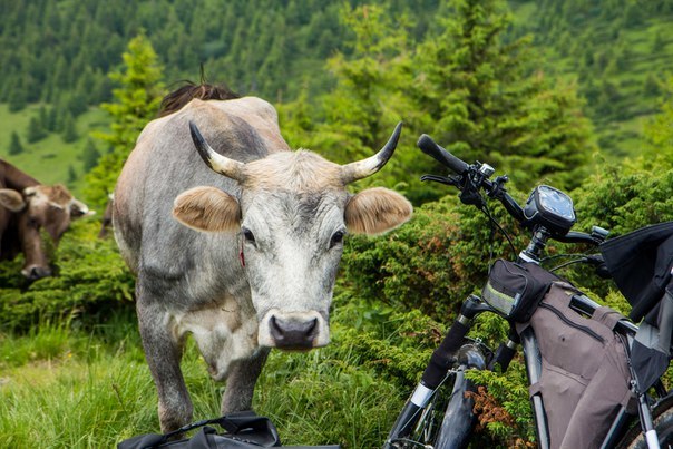 How we biked the Montenegrin ridge - My, Carpathians, Hoverla, A bike, Bike trip, , Dragobrat, White Elephant, , Longpost, Cross Country