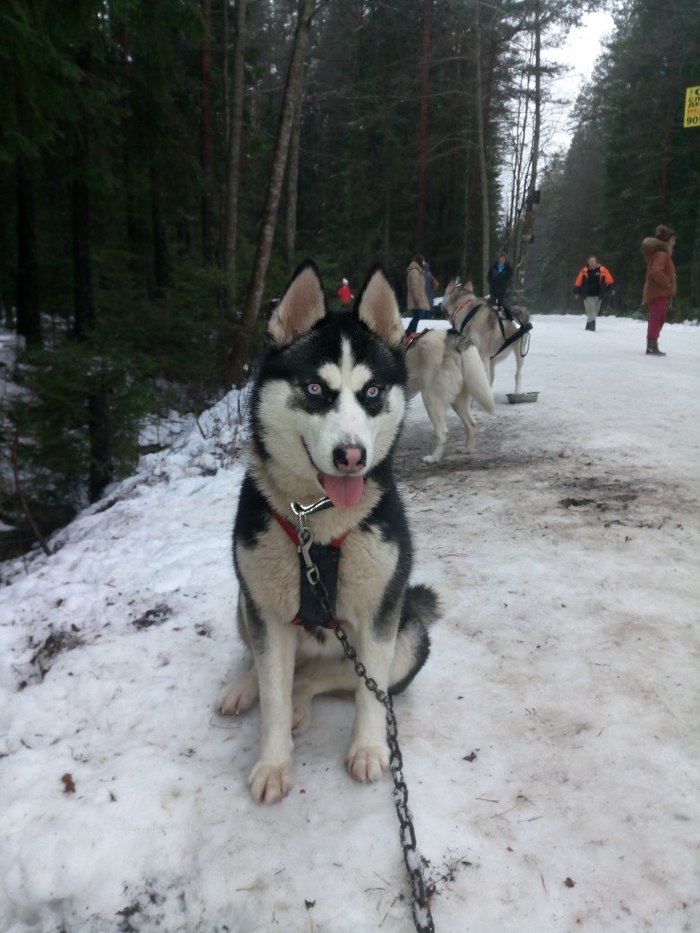 Leningrad region, husky riding - My, Husky, Leisure, Holidays, Year of the dog, Longpost, Dog