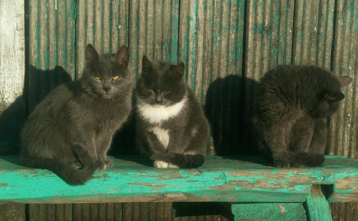 Village cats. - My, cat, Catomafia, Village, Kittens, Bench, Longpost