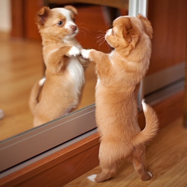 How lucky you are to have me! - Dog, Mirror, Narcissism